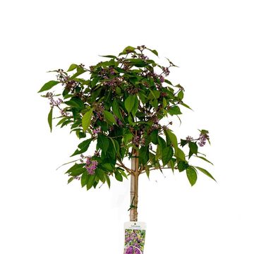 Callicarpa bodinieri