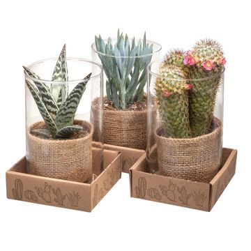 Arrangement Cactus / Succulent