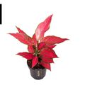 Aglaonema 'Cherry Baby'