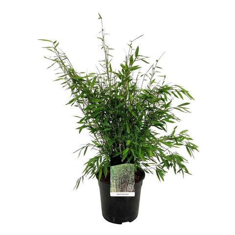 Fargesia nitida 'Gansu'  Plant Wholesale FlorAccess