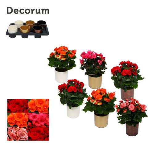 Begonia ELATIOR MIX