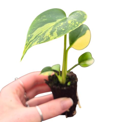 Monstera deliciosa 'Variegata Aurea'