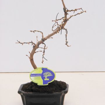 Pseudolarix amabilis