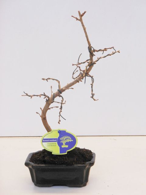 Pseudolarix amabilis