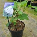 Hydrangea quercifolia SNOW QUEEN