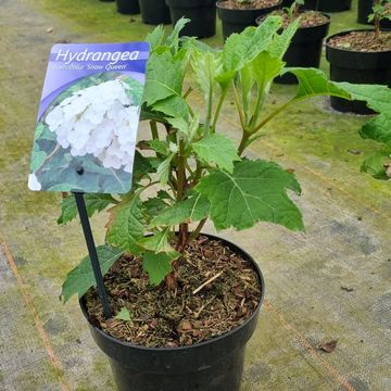 Hydrangea quercifolia SNOW QUEEN