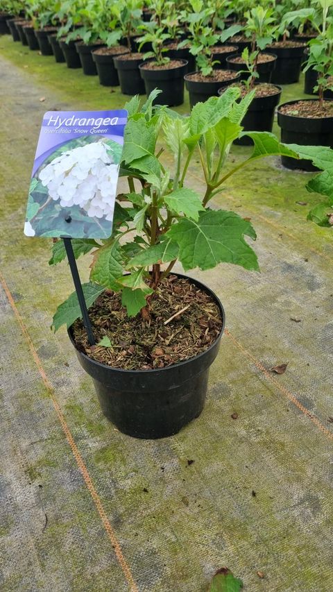 Hydrangea quercifolia SNOW QUEEN