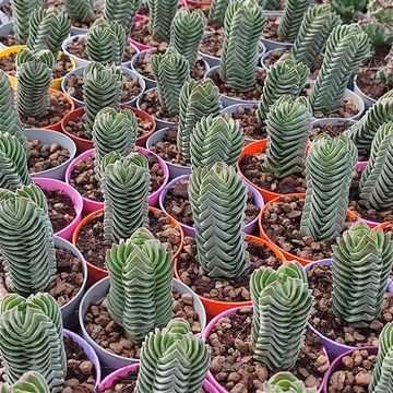 Crassula 'Buddha's Temple'