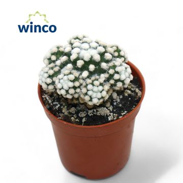 Mammillaria vetula gracilis 'Arizona Snowcap'