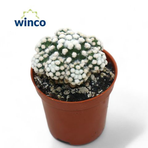 Mammillaria vetula gracilis 'Arizona Snowcap'
