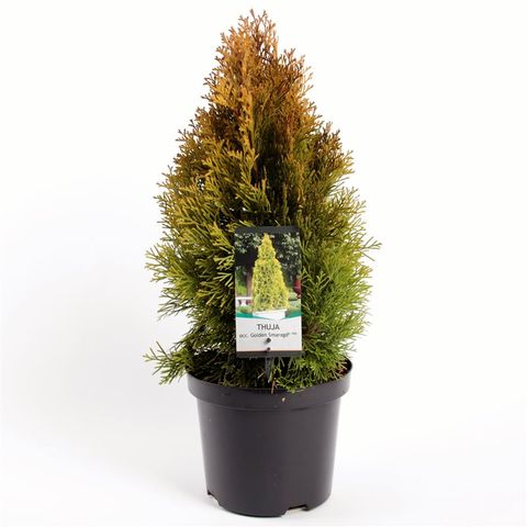 Thuja occidentalis GOLDEN SMARAGD