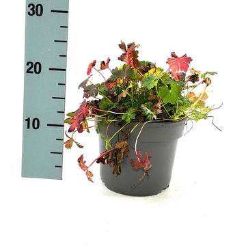 Geranium x cantabrigiense 'Cambridge'