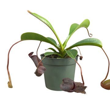 Nepenthes lowii
