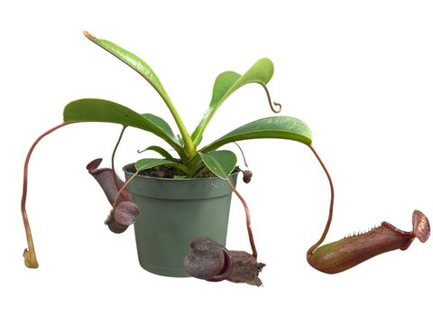 Nepenthes lowii