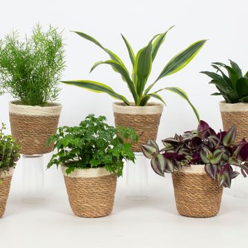 Φυτά εσωτερικού χώρου MIX