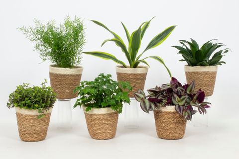 Piante da interno MIX