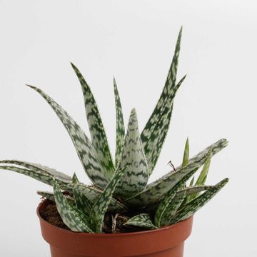 Aloe somaliensis