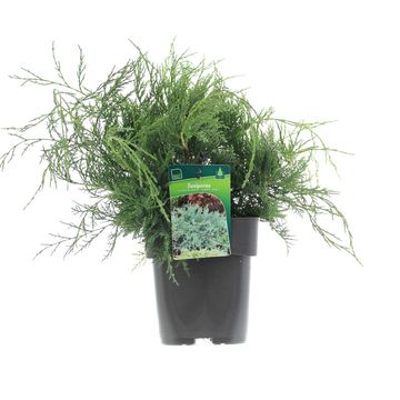 Juniperus virginiana 'Grey Owl'