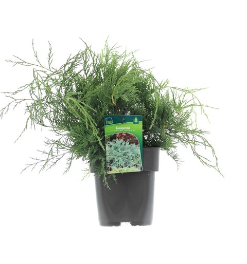 Juniperus virginiana 'Grey Owl'