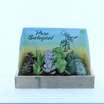 Succulenten MIX