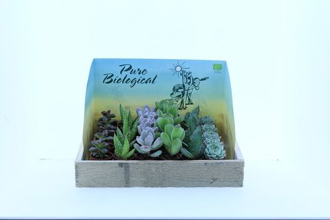 Succulenten MIX