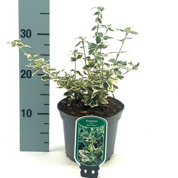 Euonymus fortunei 'Silver Queen'