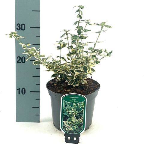 Euonymus fortunei 'Silver Queen'