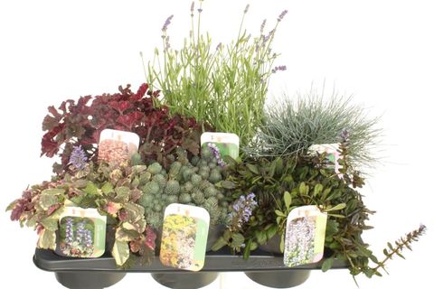 Plantas perenes MIX