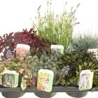 Plantes vivaces MIX