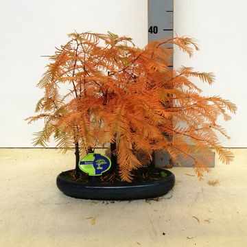 Metasequoia glyptostroboides