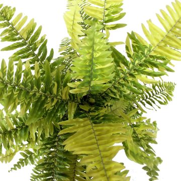 Nephrolepis exaltata 'Tiger Fern'
