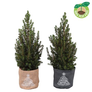 Picea glauca