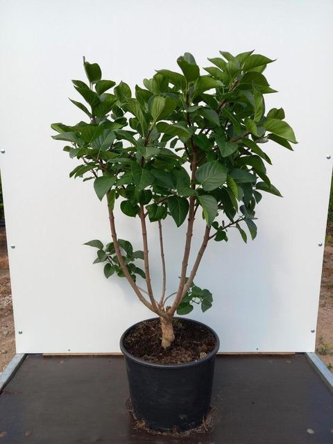 Syringa vulgaris 'Andenken an Ludwig Späth'