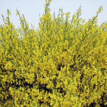 Cytisus scoparius 'Vanesse'