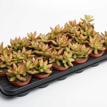 Sedum adolphii