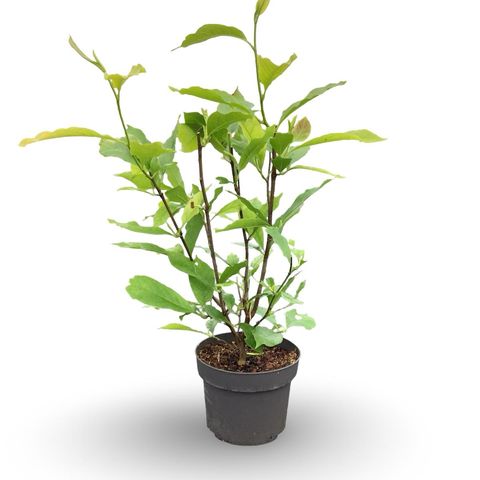 Magnolia x soulangeana