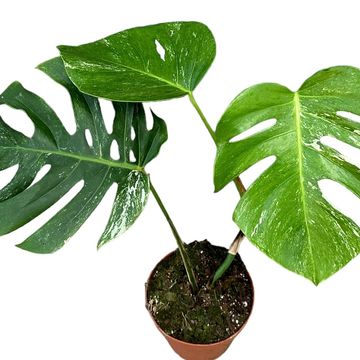 Monstera deliciosa 'Variegata'