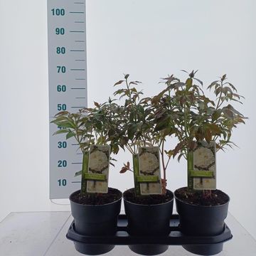 Paeonia 'Duchesse de Nemours'