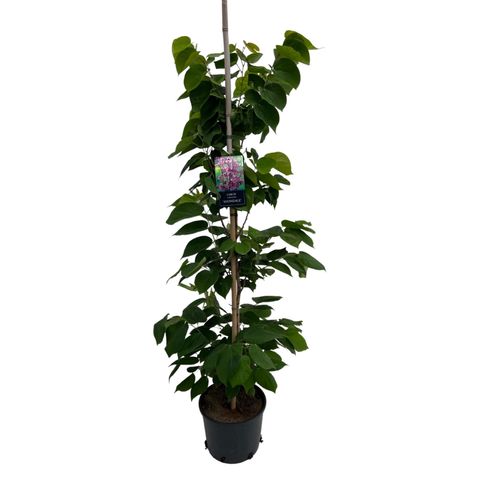 Cercis chinensis 'Avondale'