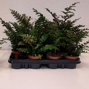 Didymochlaena truncatula