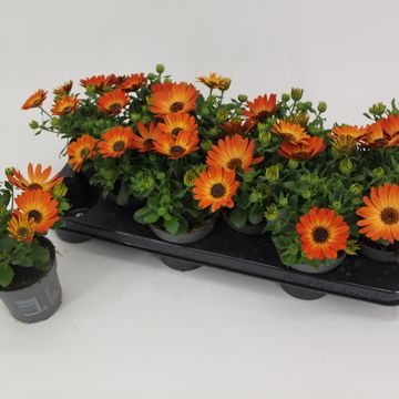 Osteospermum MARGARITA ORANGE FLARE