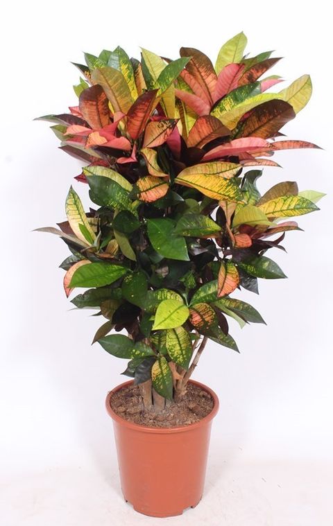 Codiaeum variegatum 'Mrs Iceton'