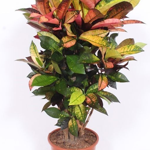 Codiaeum variegatum 'Mrs Iceton'