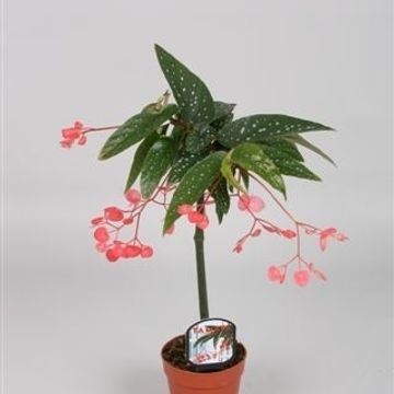 Begonia 'Tamaya'