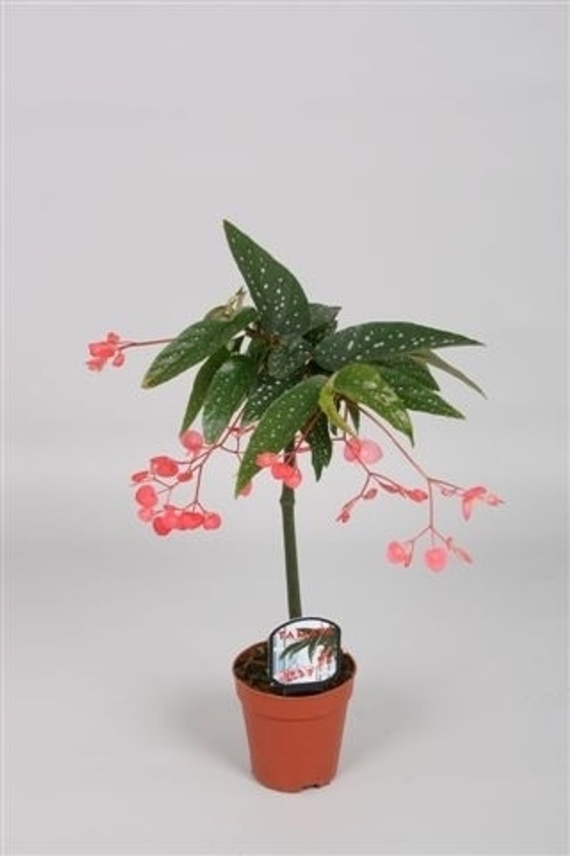 Begonia 'Tamaya' — Plant Wholesale FlorAccess
