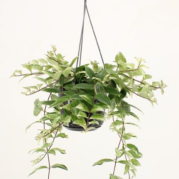 Aeschynanthus lobbianus 'Variegatus'