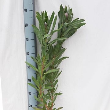 Protea 'Tasman Ruby'