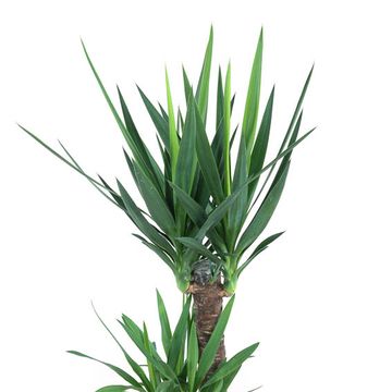 Yucca elephantipes