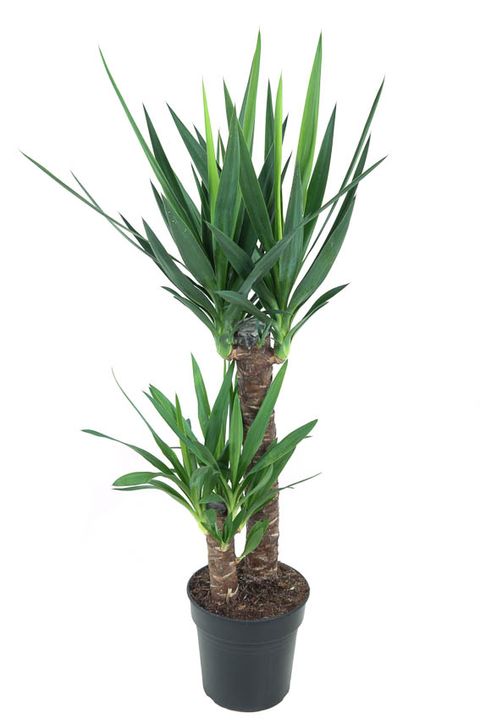 Yucca elephantipes