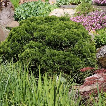Thuja occidentalis 'Danica'